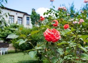 Rose garden outside home before trenchless sewer repair by Caccia Home Services