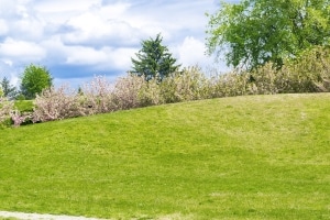 Mound in yard potentially covering buried septic tank cover