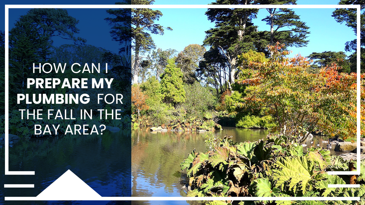 San Francisco's Botanical Gardens in early fall