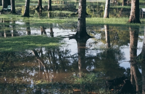 Water from a septic tank leak floods around the trees in a customer's yard.