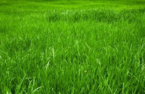 Lush, green grass growing in a customer's yard.